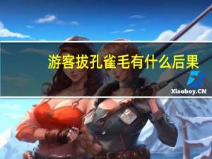 游客拔孔雀毛有什么后果（孔雀遭游客拔毛）