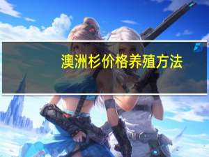 澳洲杉价格养殖方法（澳洲杉养殖方法及注意事项）