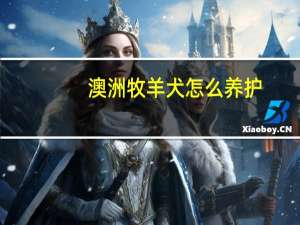 澳洲牧羊犬怎么养护