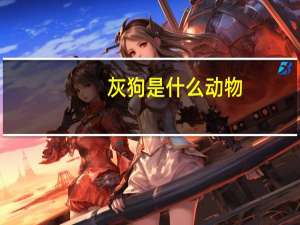 灰狗是什么动物