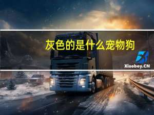 灰色的是什么宠物狗