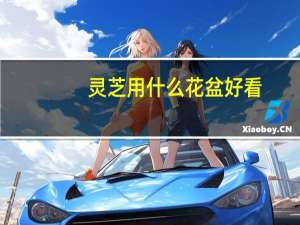 灵芝用什么花盆好看