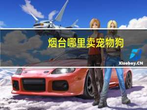 烟台哪里卖宠物狗