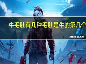 牛毛肚有几种 毛肚是牛的第几个胃