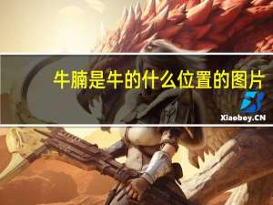 牛腩是牛的什么位置的图片（牛腩是牛的什么部位）