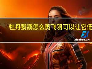 牡丹鹦鹉怎么剪飞羽可以让它低飞