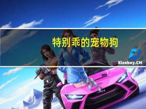 特别乖的宠物狗