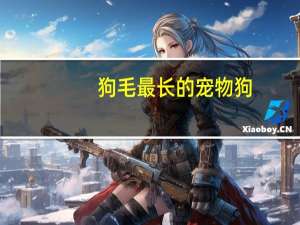 狗毛最长的宠物狗