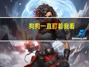 狗狗一直盯着我看