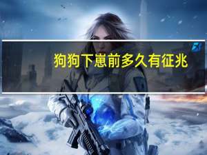 狗狗下崽前多久有征兆