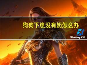 狗狗下崽没有奶怎么办