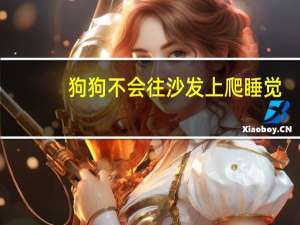 狗狗不会往沙发上爬睡觉