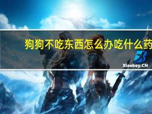 狗狗不吃东西怎么办吃什么药