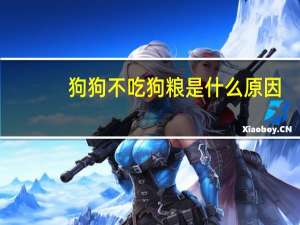 狗狗不吃狗粮是什么原因