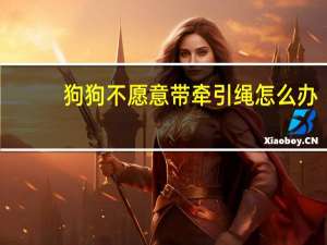 狗狗不愿意带牵引绳怎么办