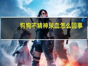 狗狗不精神尿血怎么回事