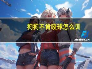 狗狗不肯咬球怎么训