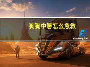 狗狗中暑怎么急救