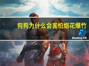 狗狗为什么会害怕烟花爆竹