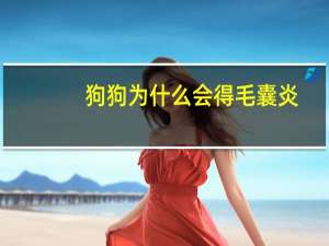 狗狗为什么会得毛囊炎