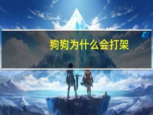 狗狗为什么会打架