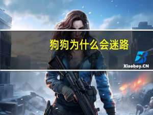 狗狗为什么会迷路