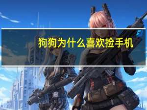 狗狗为什么喜欢捡手机
