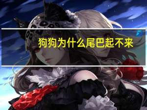 狗狗为什么尾巴起不来