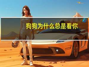 狗狗为什么总是看你