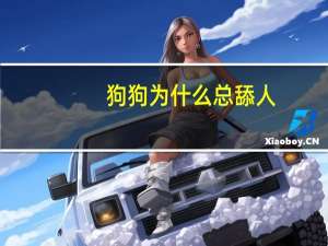 狗狗为什么总舔人
