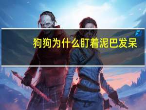 狗狗为什么盯着泥巴发呆