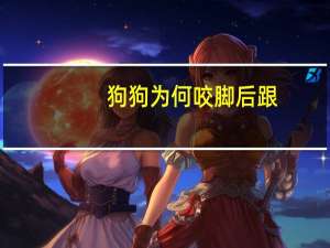 狗狗为何咬脚后跟