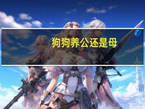 狗狗养公还是母