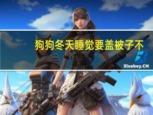 狗狗冬天睡觉要盖被子不