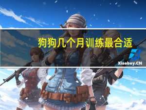 狗狗几个月训练最合适