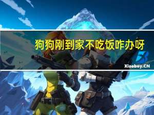 狗狗刚到家不吃饭咋办呀