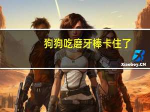 狗狗吃磨牙棒卡住了