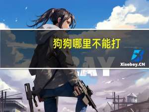 狗狗哪里不能打