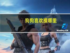 狗狗喜欢摸哪里