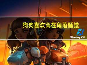 狗狗喜欢窝在角落睡觉