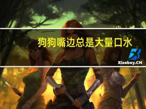 狗狗嘴边总是大量口水