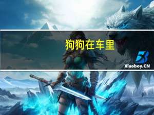 狗狗在车里