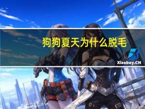 狗狗夏天为什么脱毛
