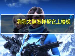 狗狗太胖怎样帮它上楼梯