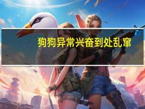 狗狗异常兴奋到处乱窜