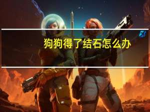 狗狗得了结石怎么办