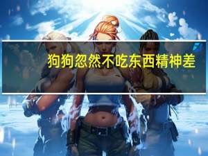 狗狗忽然不吃东西精神差