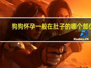 狗狗怀孕一般在肚子的哪个部位