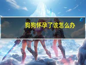 狗狗怀孕了该怎么办