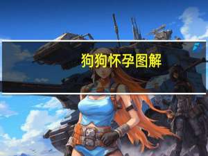 狗狗怀孕图解